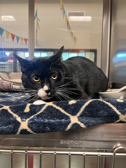 8 BALL - Domestic Shorthair / Mix for adoption in Lewisville