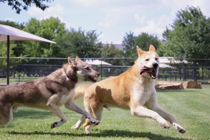 BUMBLEBEE - Alaskan Husky / Mix available for adoption
