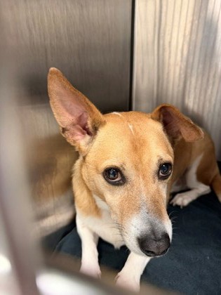 SHMEAR - Cardigan Welsh Corgi / Mix available for adoption