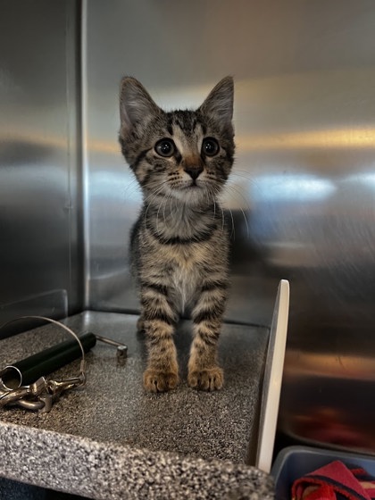 CORKSCREW - Domestic Shorthair / Mix available for adoption