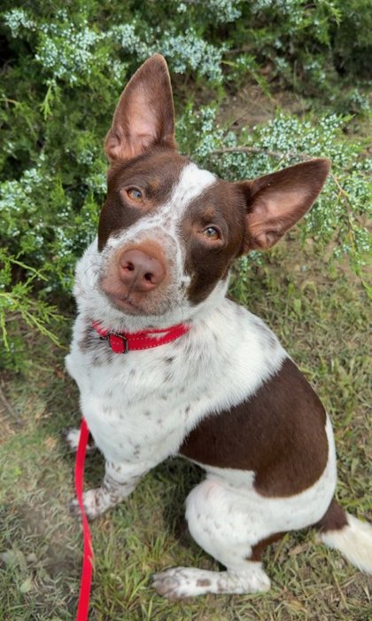 DUCKIE - Australian Cattle Dog / Mix available for adoption