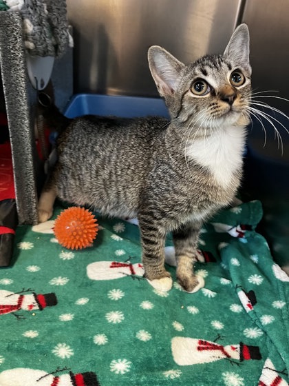 CONDOR - Domestic Shorthair / Mix available for adoption