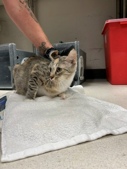 MCQUEEN - Domestic Shorthair / Mix available for adoption