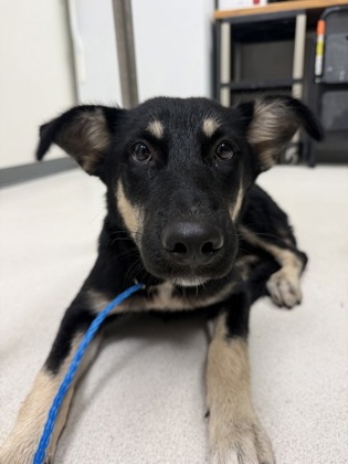 LIV - Shepherd / Mix available for adoption
