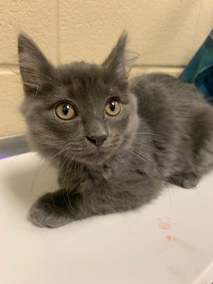 SHELBY - Domestic Medium Hair / Mix for adoption in Lewisville