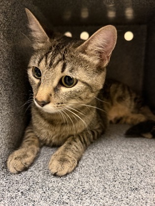 PANDORA - Domestic Shorthair / Mix available for adoption