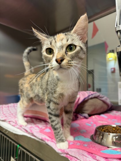 MCQUEEN - Domestic Shorthair / Mix available for adoption