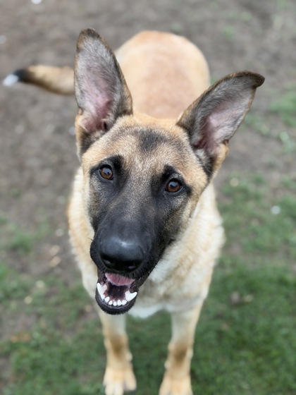 MASON - German Shepherd / Mix available for adoption