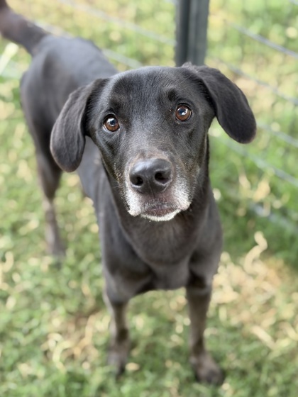 CARE BEAR - Labrador Retriever / Mix available for adoption
