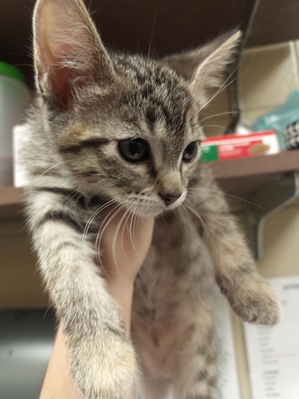 AYA - Domestic Shorthair / Mix available for adoption