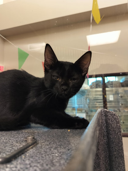 VESPER - Domestic Shorthair / Mix available for adoption