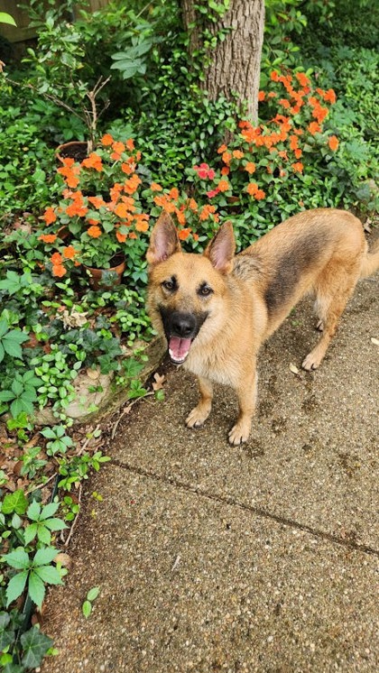 MARLA - German Shepherd / Mix available for adoption