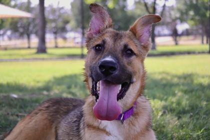 WILSON - German Shepherd / Mix available for adoption