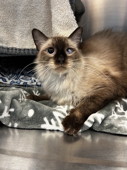 OPERA - Domestic Medium Hair / Mix available for adoption