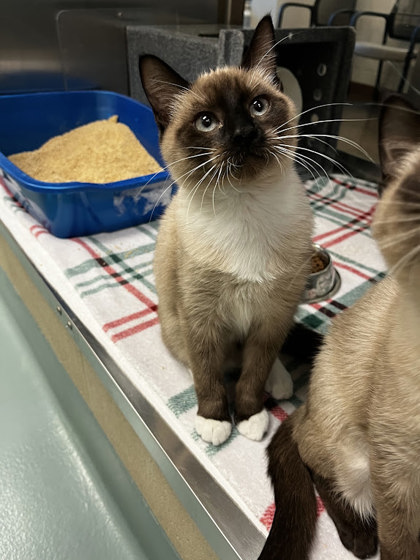 CHOCO TACO - Domestic Shorthair / Mix available for adoption
