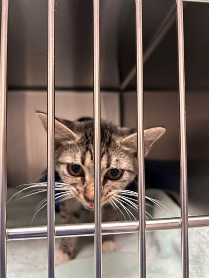 CONDOR - Domestic Shorthair / Mix available for adoption