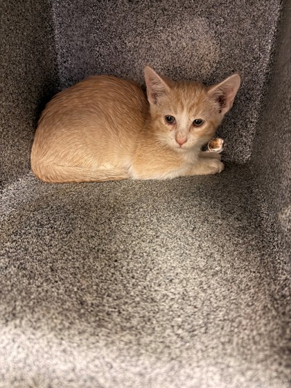 COLBY JACK - Domestic Shorthair / Mix for adoption in Lewisville
