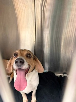 BAGEL - Beagle / Mix available for adoption