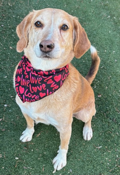 SKINNY - Hound / Mix available for adoption