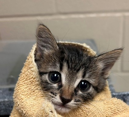 CORKSCREW - Domestic Shorthair / Mix available for adoption