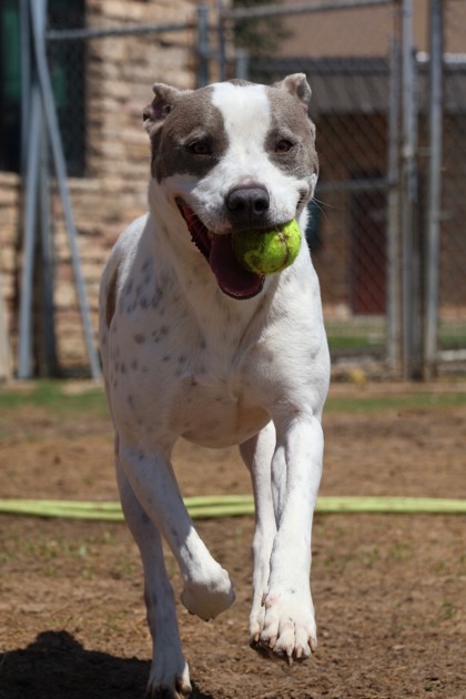 KYLE - American Pit Bull Terrier / Mix available for adoption