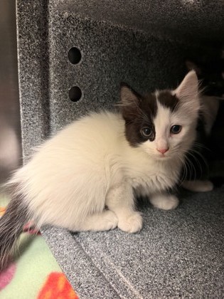 HELIOS - Domestic Shorthair / Mix available for adoption