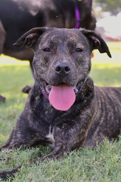 SADIE - Plott Hound / Mix available for adoption