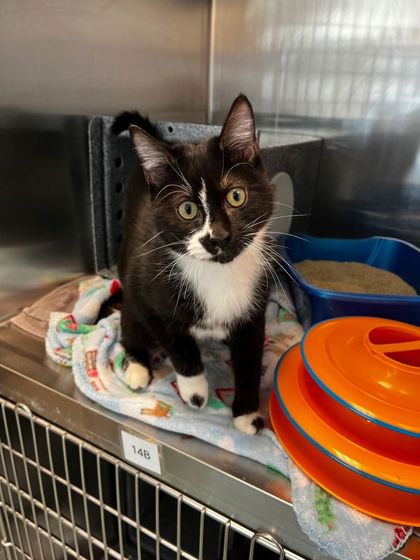 GRUMPY BEAR - Domestic Shorthair / Mix available for adoption
