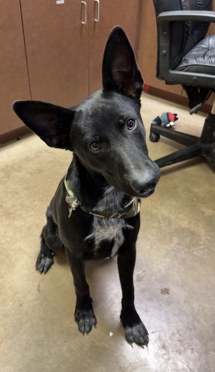 DIAMOND - American Blue Heeler / Mix available for adoption