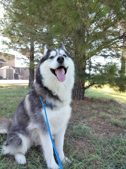 ARES - Alaskan Husky / Mix available for adoption