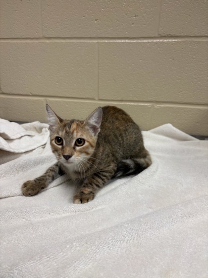 VICKY - Domestic Shorthair / Mix available for adoption