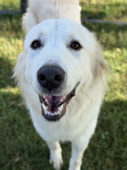 IVY - Great Pyrenees / Mix available for adoption