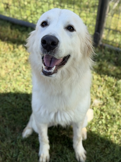 IVY - Great Pyrenees / Mix available for adoption