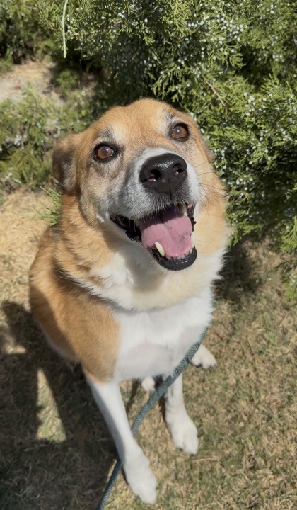 BISCUIT - Australian Cattle Dog / Mix available for adoption