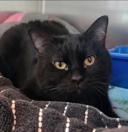 LUCKY - Domestic Shorthair / Mix for adoption in Lewisville