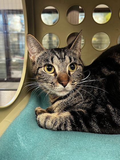 DARCY - Domestic Shorthair / Mix available for adoption