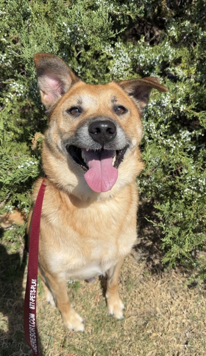 ASTRO - German Shepherd / Mix available for adoption