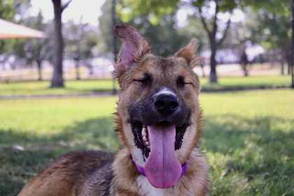 WILSON - German Shepherd / Mix available for adoption