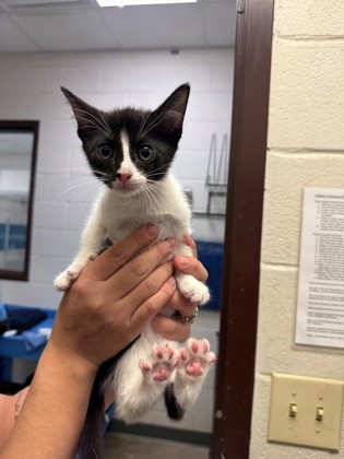 GAIA - Domestic Shorthair / Mix available for adoption