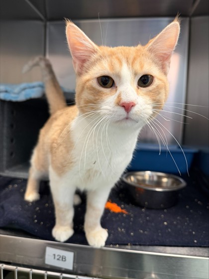 COLBY JACK - Domestic Shorthair / Mix available for adoption
