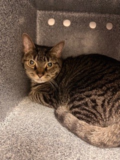 ROSALIE - Domestic Shorthair / Mix available for adoption