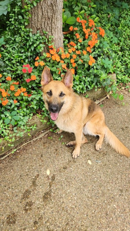MARLA - German Shepherd / Mix available for adoption