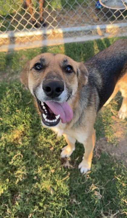 OPHELIA - German Shepherd / Mix available for adoption