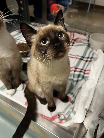 BROWNIE POINTS! - Domestic Shorthair / Mix available for adoption