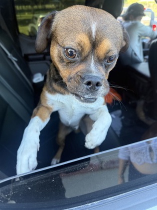 JEFF - Pug / Mix available for adoption