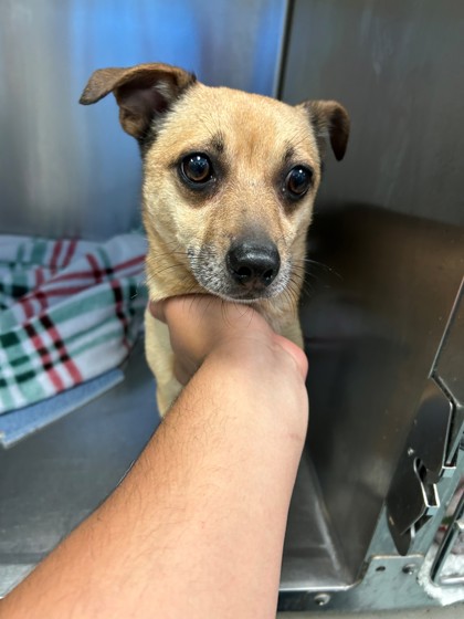 PAPI - Short Coat Chihuahua / Mix available for adoption