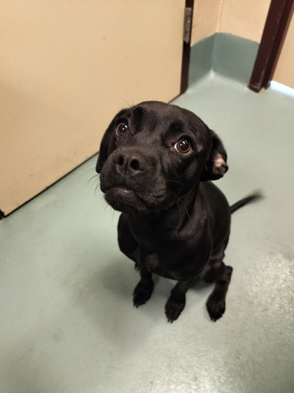ASH - Mixed Breed, Medium (up to 44 lbs fully grown) / Mix available for adoption