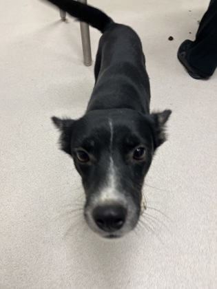 CARRIE - Australian Kelpie / Mix available for adoption