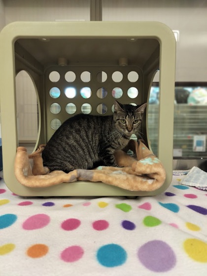 PRISCILLA - Domestic Shorthair / Mix for adoption in Lewisville