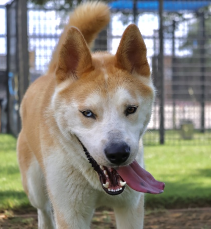 BUMBLEBEE - Alaskan Husky / Mix available for adoption